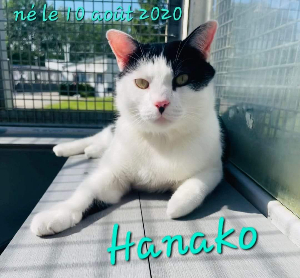 Photo de HANAKO