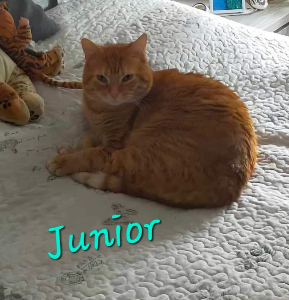 Photo de JUNIOR