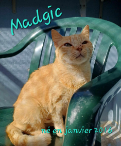 Photo de MADGIC