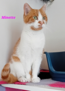 Photo de MINETTE