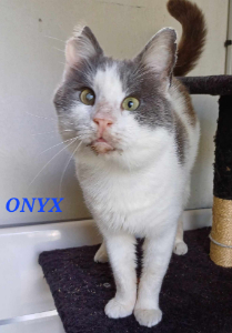 Photo de ONYX