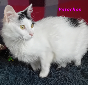 Photo de PATACHON