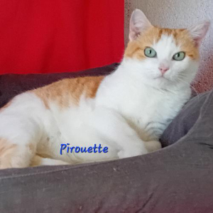 Photo de Pirouette