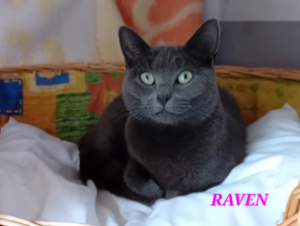 Photo de RAVEN