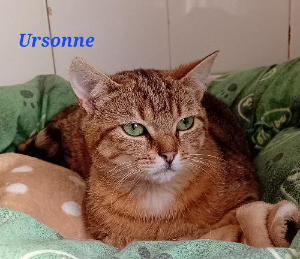 Photo de Ursonne