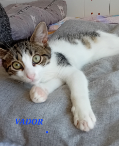 Photo de VADOR