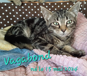 Photo de VAGABOND