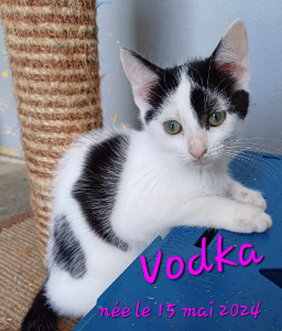 Photo de VODKA