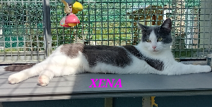 Photo de XENA