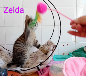 Photo de ZELDA