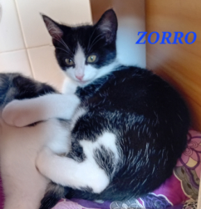 Photo de ZORRO