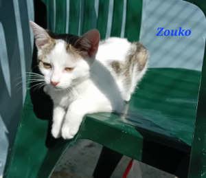 Photo de ZOUKO