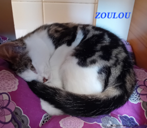 Photo de ZOULOU